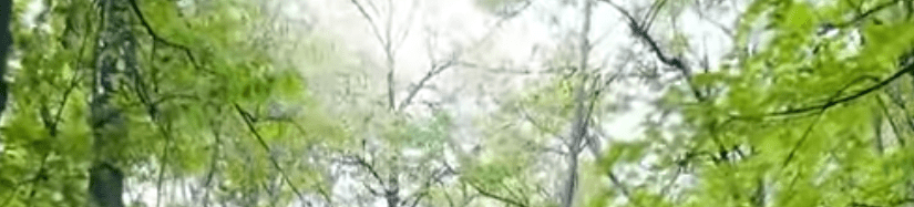 Path through spring green trees