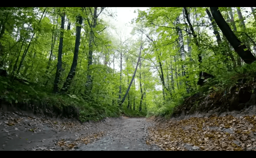 Path through spring green trees