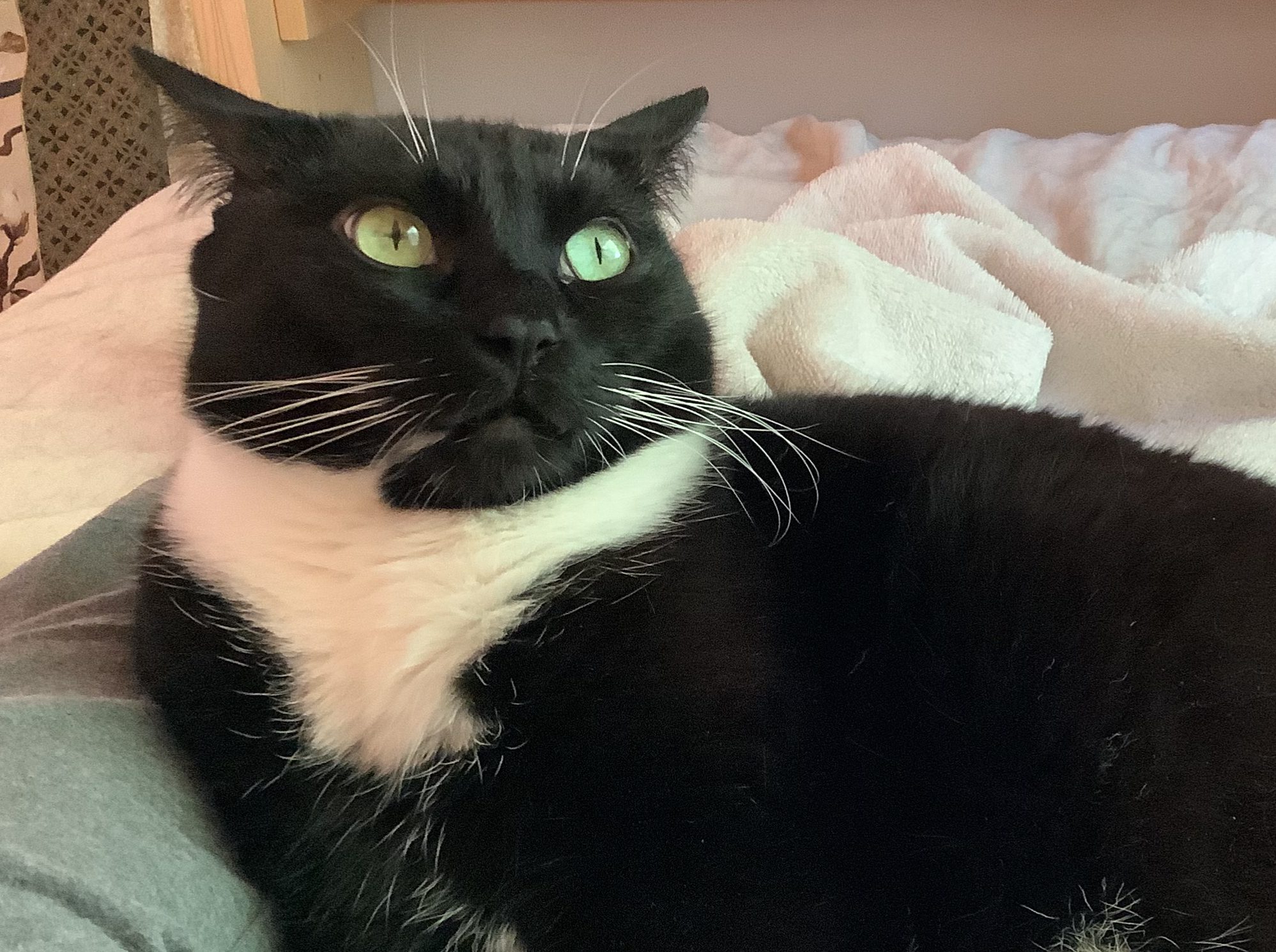 Cat with airplane ears