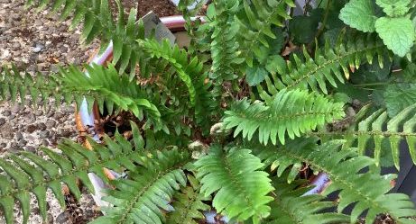 Lush green fern in planter, view from above